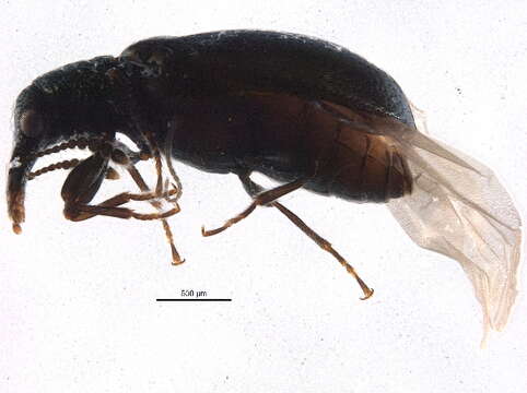 Image of narrow-waisted bark beetles