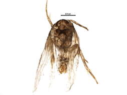 Image of Ectoedemia