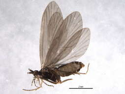 Image of Lepidostoma (Nosopus) ontario Ross 1941