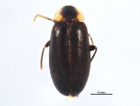 Image of Elodes maculicollis Horn 1880