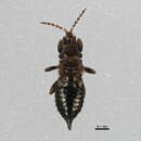 Pseudophilothrips resmi