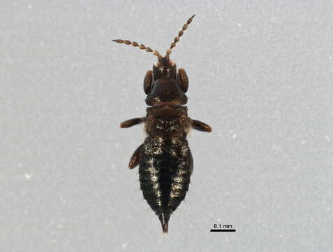 Image of Pseudophilothrips