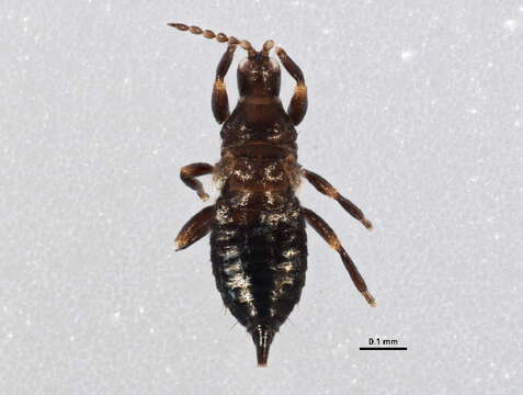 Image of Pseudophilothrips