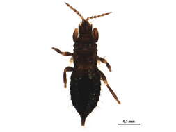 Image of Pseudophilothrips