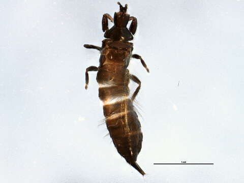 صورة Hoplothrips japonicus (Karny 1913)