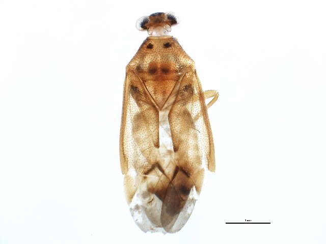 Tropidosteptes rufusculus (Knight 1923)的圖片