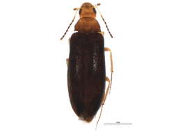 Image of <i>Symphora flavicollis</i>