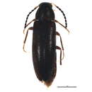 Image of Scotochroa atra