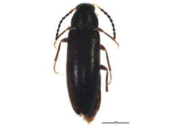 Image of Scotochroa atra