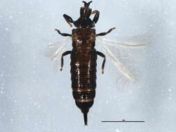 صورة Hoplothrips japonicus (Karny 1913)