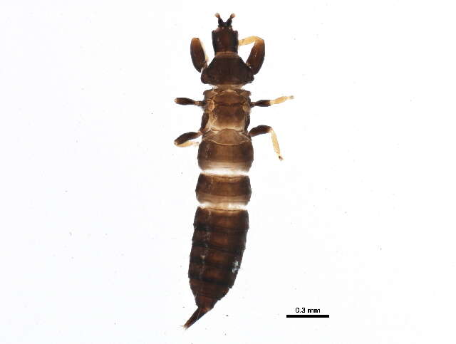 Image of Hoplothrips