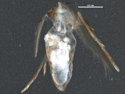 Image of Stigmella prunifoliella (Clemens 1861) Newton et al. 1982