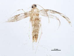 Image of Marmara fasciella (Chambers 1875)