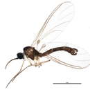 Image of Claustropyga subcorticis (Mohrig & Krivosheina 1985)