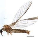 Image of Ormosia (Ormosia) nimbipennis Alexander 1917