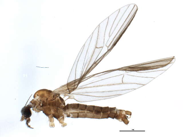 Image of Ormosia (Ormosia) nimbipennis Alexander 1917