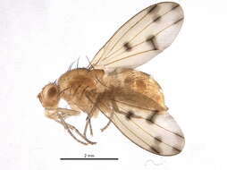 Image of Homoneura phildelphica