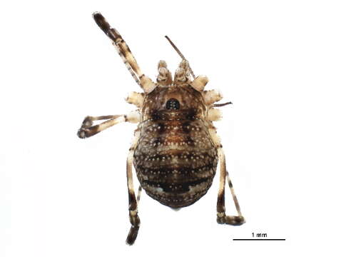Image of Phalangiidae
