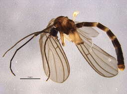 Image of Acomoptera