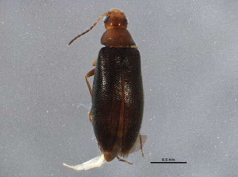 Image of <i>Symphora flavicollis</i>