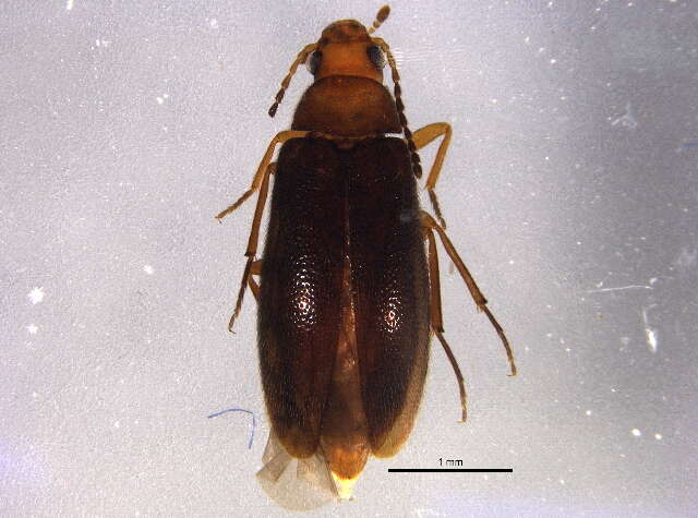 Image of <i>Symphora flavicollis</i>