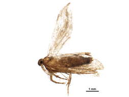 Image of Anacampsis conclusella Walker 1864