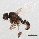 Image of Conicera similis Haliday 1833