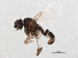 Image of Conicera similis Haliday 1833