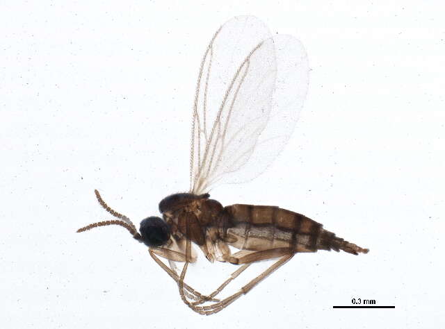 Plancia ëd Scatopsciara tricuspidata (Winnertz 1867)