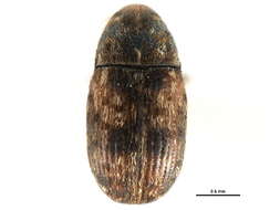 Image of Trigonorhinus