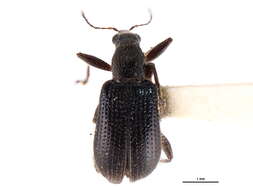 Image of Rhynchitinae