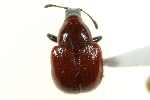 Image of Attelabinae