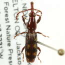 Image of Arrhenodes