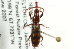 Image de Arrhenodes