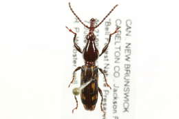 Image de Arrhenodes