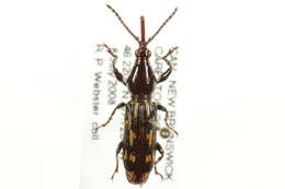 Image de Arrhenodes