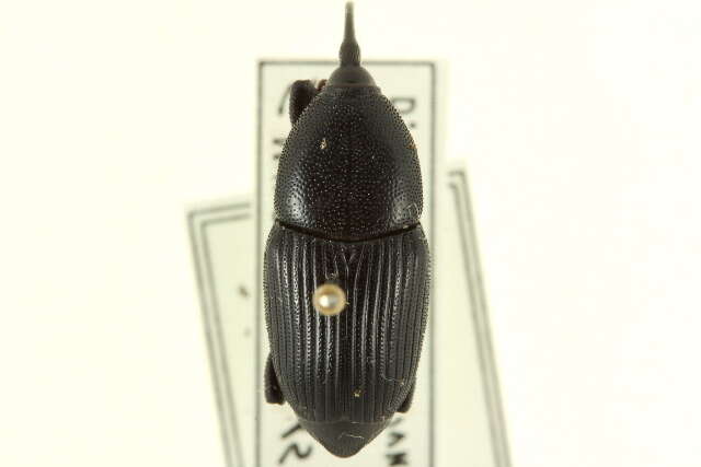 Image of Scyphophorus