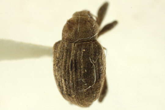 Image of Waterhyacinth Weevils