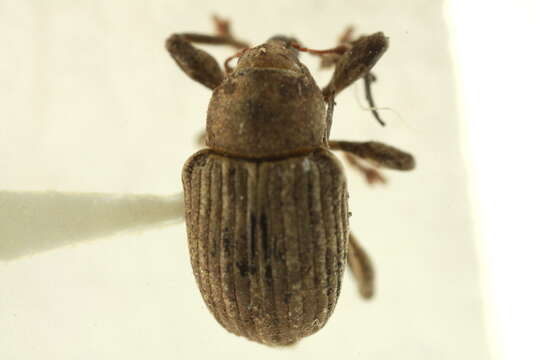 Image of Waterhyacinth Weevils