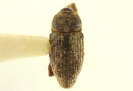 Image of Notiodes