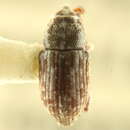 Image of Notiodes punctatus