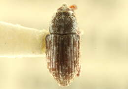 Image of Notiodes punctatus