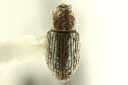 Image of Notiodes