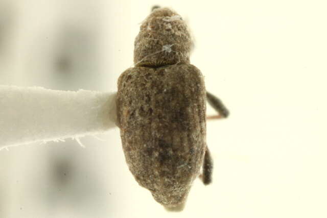 Image of Notiodes