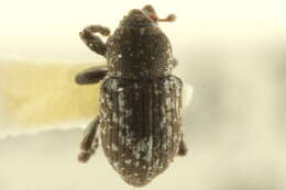 Image of Notiodes