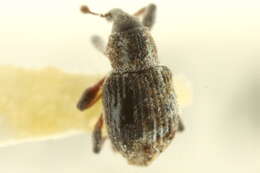 Image of Notiodes