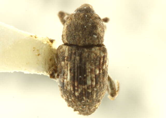 Image of Notiodes