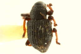 Image of Curculionoidea