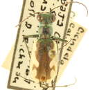 Image of Habroscelimorpha californica (Ménétriés 1843)