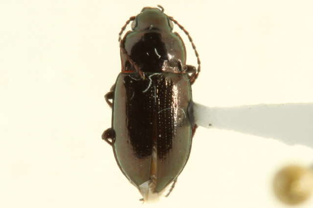 Image de Trachypachidae